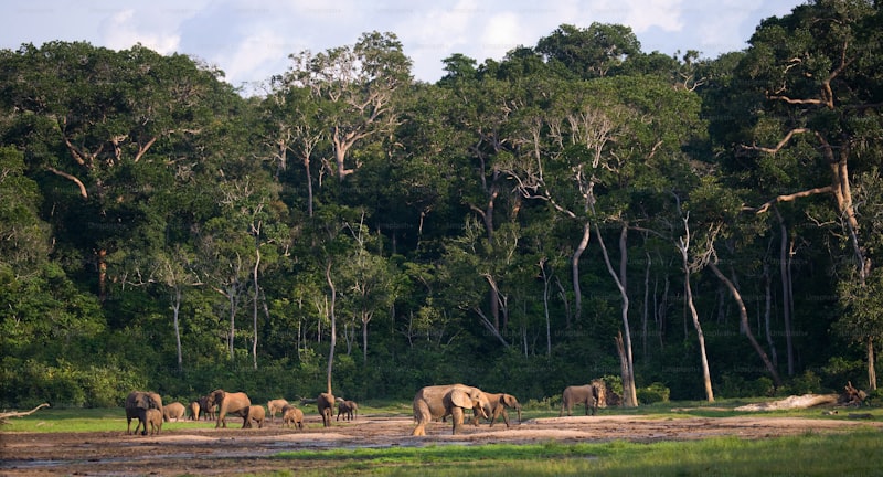 Tips for Preventing Wildlife Habitat Destruction 