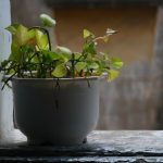 Overcoming Self-Limiting Beliefs with Personal Development